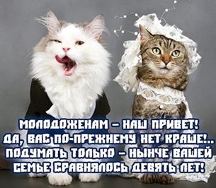 Прикольные открытки на свадьбу — прекрасный выбор!