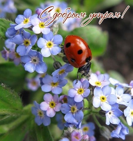 Милая открытка для вас