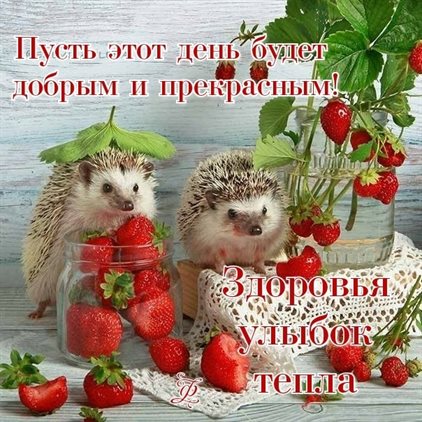 Яркие пожелания для Открытки с добрым утром с животными