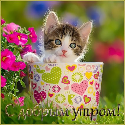 Луч света в ваш день