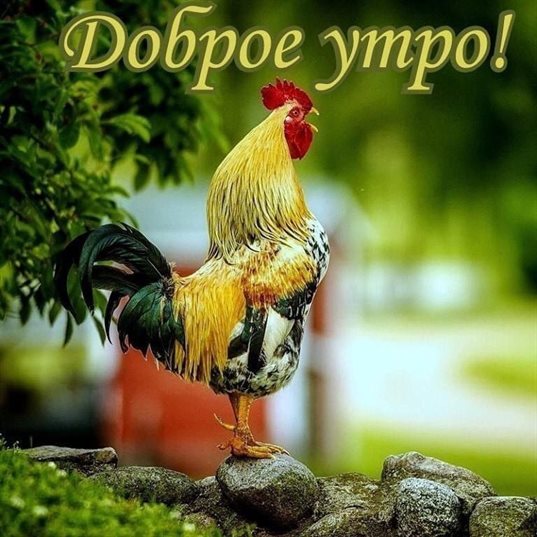 Подарите улыбку: Открытки с добрым утром с животными