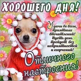 Открытки с добрым утром с животными — прекрасный выбор!