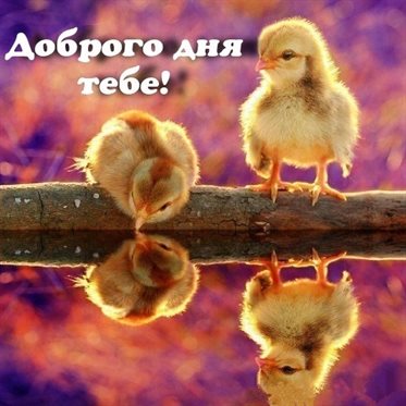 От сердца — Открытки с добрым утром с животными