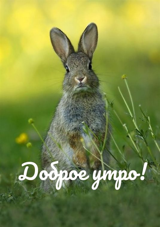 Светлые пожелания