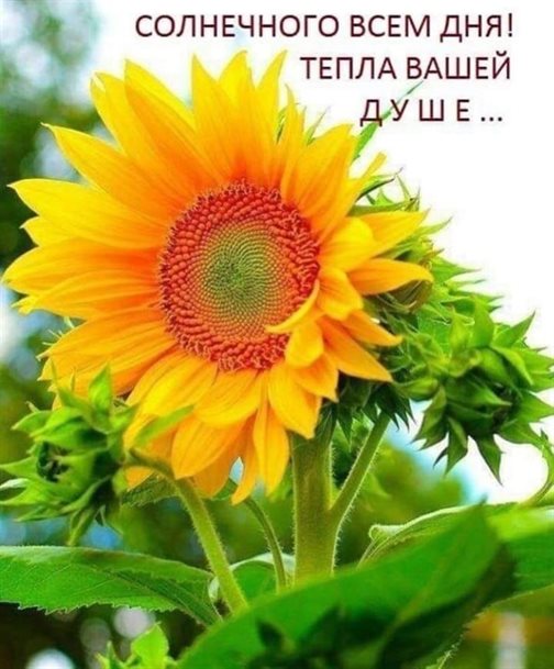 Подарок в виде открытки