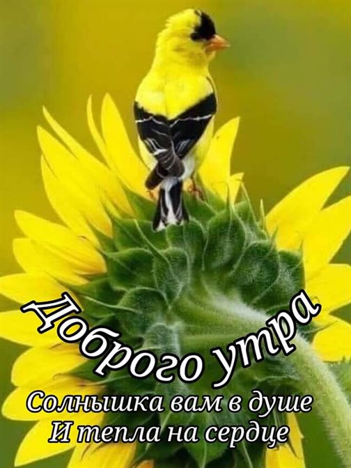 Пусть мечты сбываются
