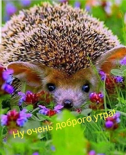 Позитивные эмоции для Открытки с добрым августовским утром