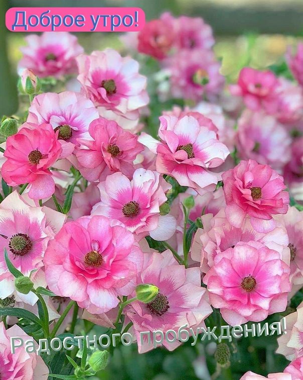 Луч света в ваш день