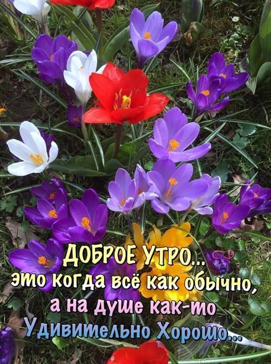 Яркие пожелания для Открытки с добрым утром с природой
