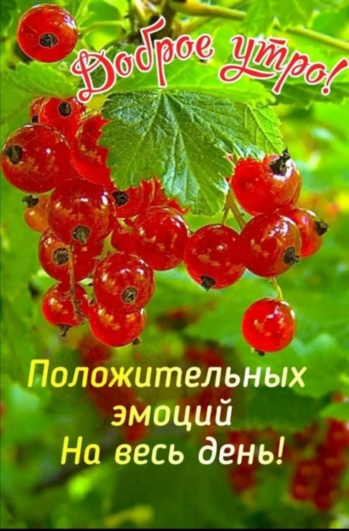 Открытки с добрым утром с природой — прекрасный выбор!