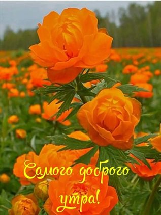 Подарите улыбку: Открытки с добрым утром с природой