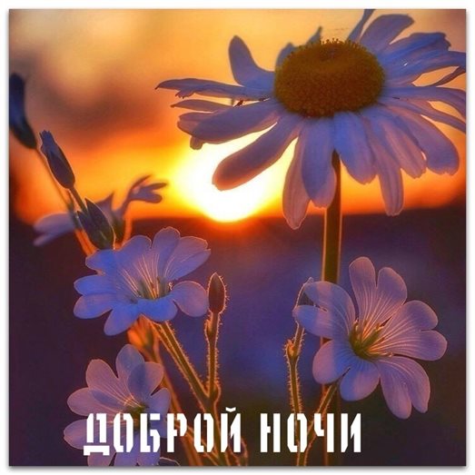Открытки спокойной ночи с природой — прекрасный выбор!