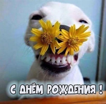 От сердца — Открытки с Днем Рождения с собаками