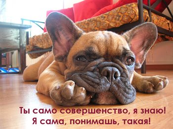 Позитивные эмоции для Открытки с Днем Рождения с собаками
