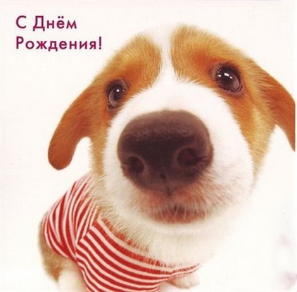 Красивая открытка для Открытки с Днем Рождения с собаками