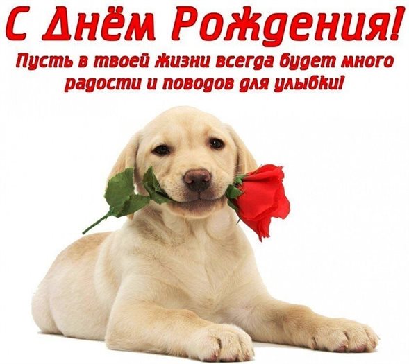 Чудесные поздравления для Открытки с Днем Рождения с собаками