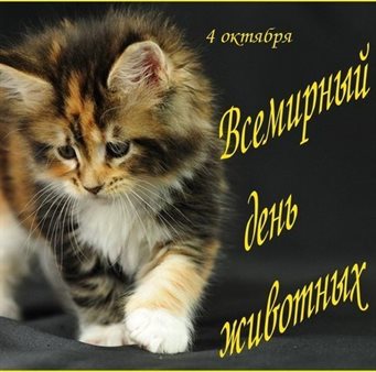 Милая открытка для вас
