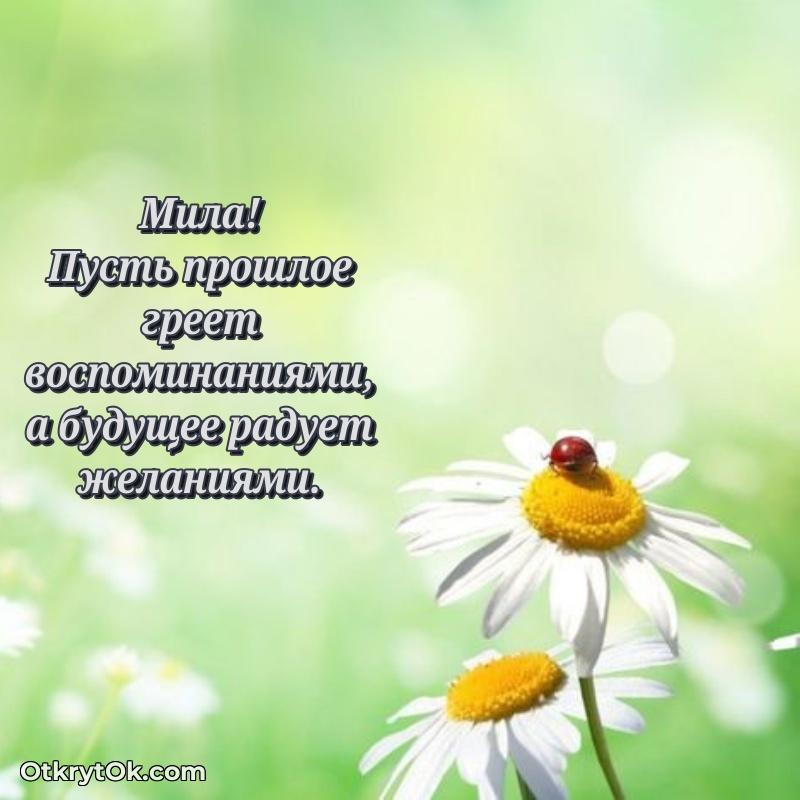 Короткое пожелание Миле