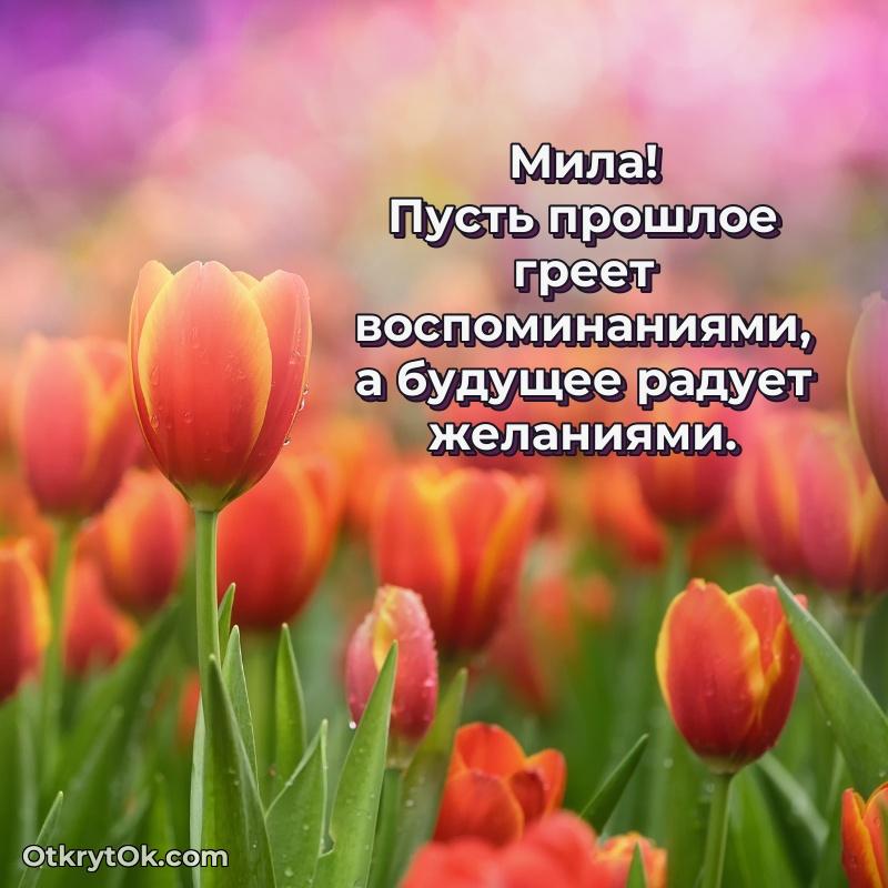 Пожелания и открытки Мила